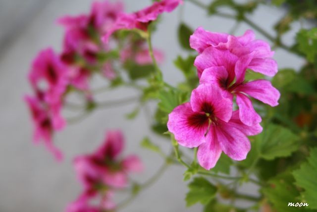engleska pelargonija